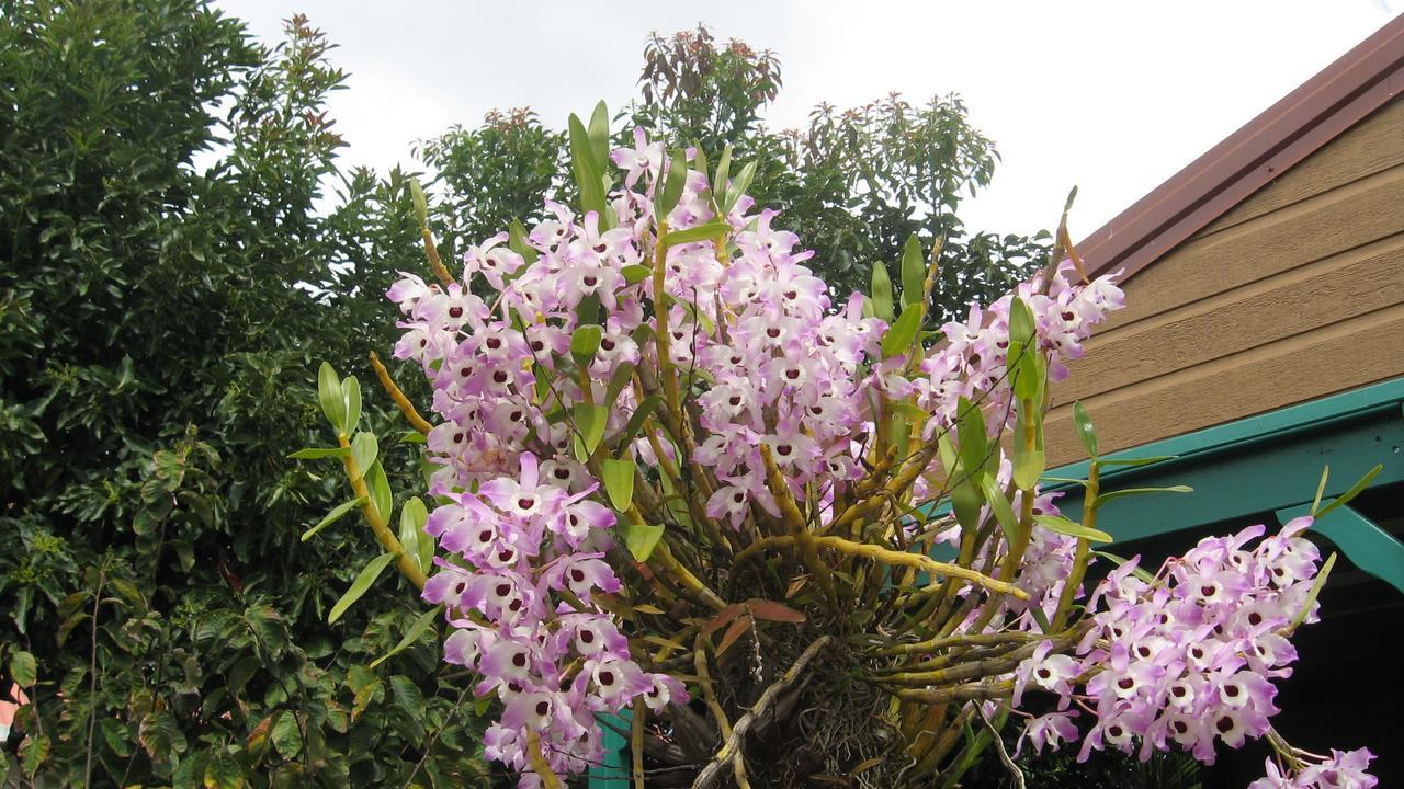 Villa Les Agapanthes à Le Tampon Extérieur photo