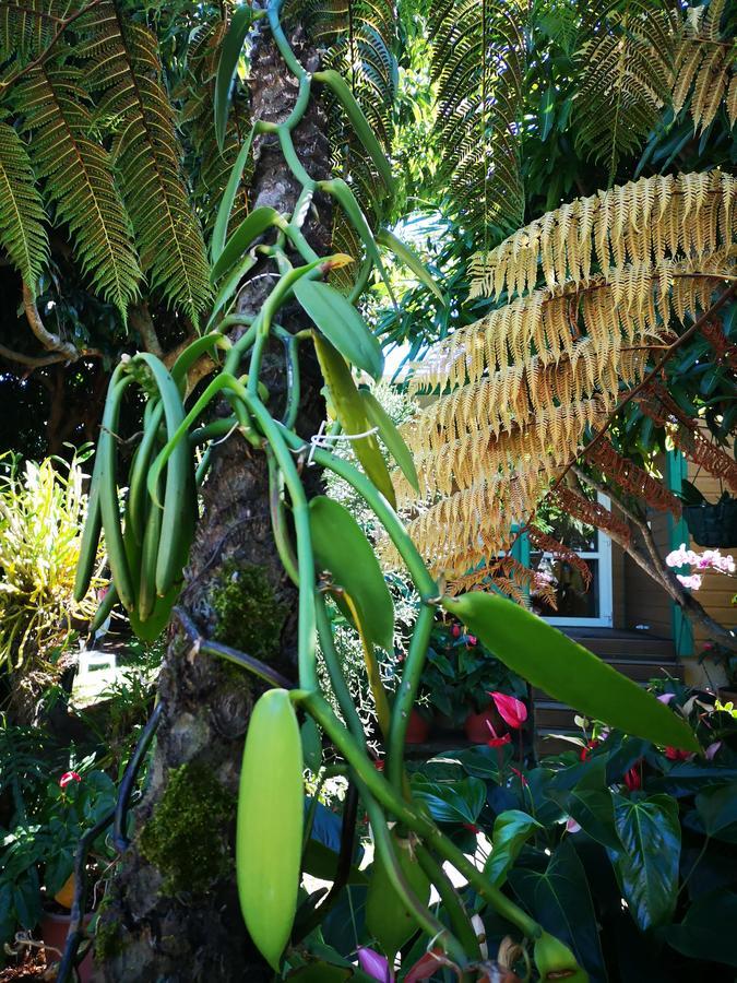 Villa Les Agapanthes à Le Tampon Extérieur photo